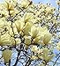 Butteflies Magnolia Tree Seeds 35 Seeds Upc 650327337428