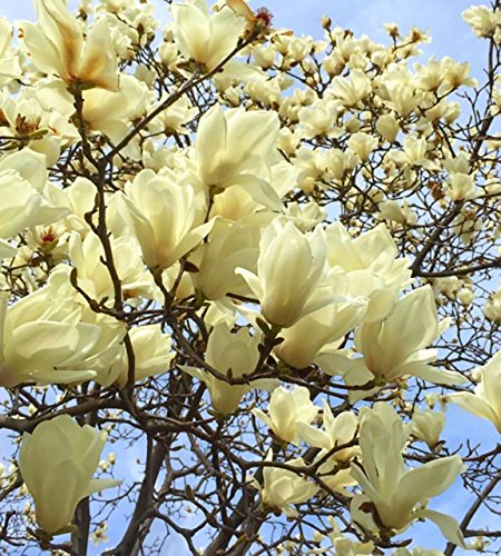 Butteflies Magnolia Tree Seeds 35 Seeds Upc 650327337428