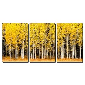 3 Piece Canvas Wall Art - Stand of Changing Yellow Aspen Tree in Front of Dark Green Pine Trees - Modern Home Art Stretched and Framed Ready to Hang - 16"x24"x3 Panels