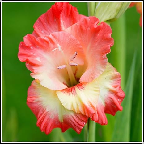 Amazon グラディオラス球根 グラディオラス球根 球根 販売 開花植物 春の花 綺麗な 観賞植物 レア 美しい色 美しい大きな 花 特別な植物 球根 2 花