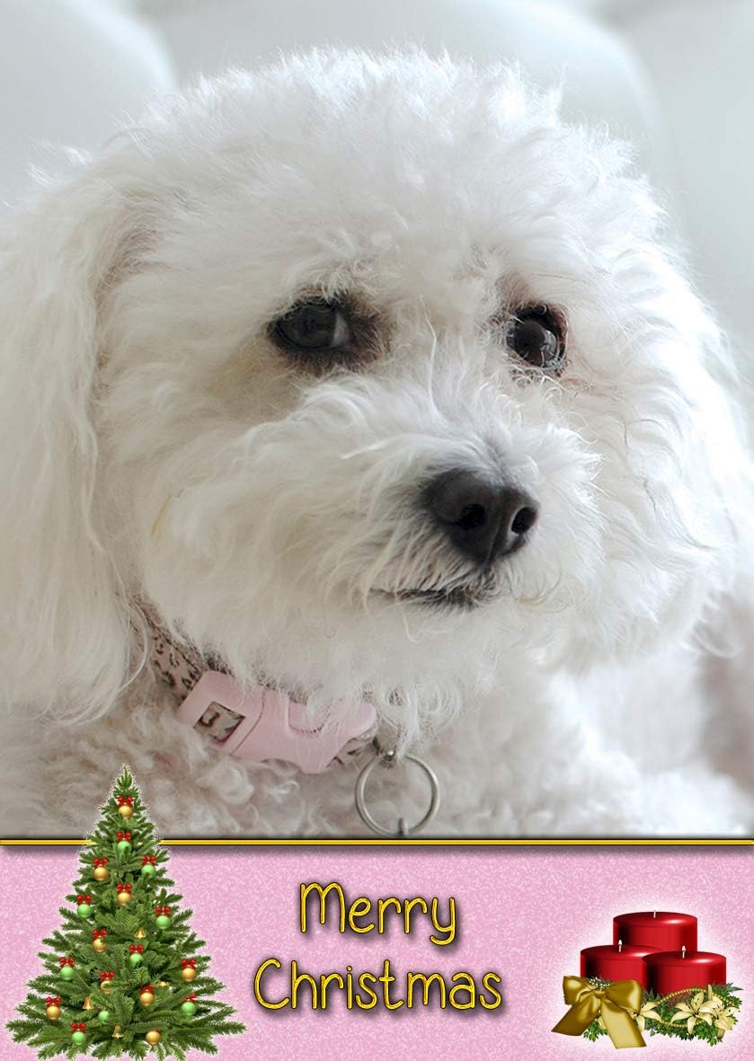 Bichon Frise Dog Christmas Card ‘Merry Christmas’: Amazon.co.uk: Office