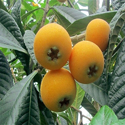 5Pcs Loquat Seed,Buyanputra Wild Frut Tree Planting Seeds Garden Yard Outdoor Tree to Plant