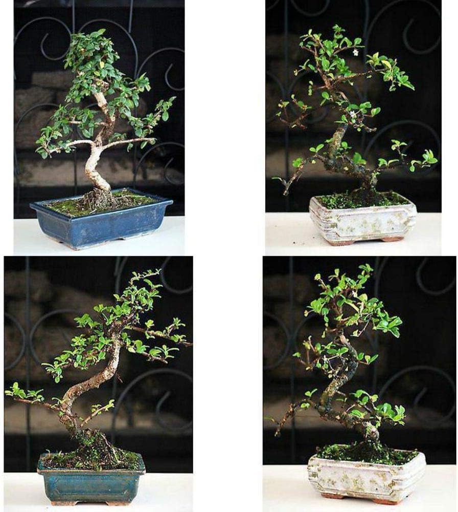 Fukien Tea Bonsai with Ceramic 6"Pot Garden Indoor Tree Live Hoose Plant A6
