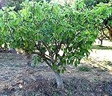 HEIRLOOM NON GMO Dwarf Honey Fig Tree 10 Seeds
