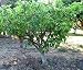 HEIRLOOM NON GMO Dwarf Honey Fig Tree 10 Seeds