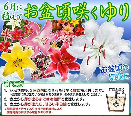 Amazon 国華園 球根 花ユリ 8月咲シベリア 9球 21年春商品 球根 Amazon 国華園 球根 花ユリ 8月咲シベリア 9球 21年春商品 球根