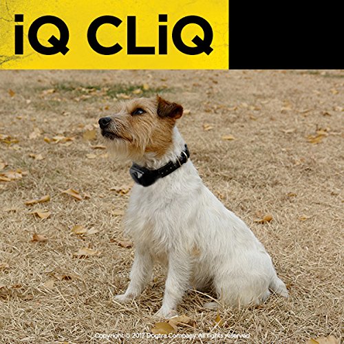 Dogtra iQ CliQ Remote Training Collar with Built-in Clicker?