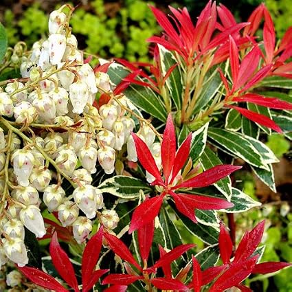 Amazon Com Pieris Mountain Fire Size 2 Gallon Pieris Japonica Mountain Fire Shrub Plants Garden Outdoor