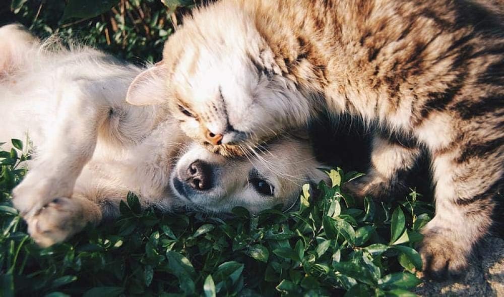 GXJAWYZ jigsaw puzzle cat and puppy on grass field(1000 Piece)