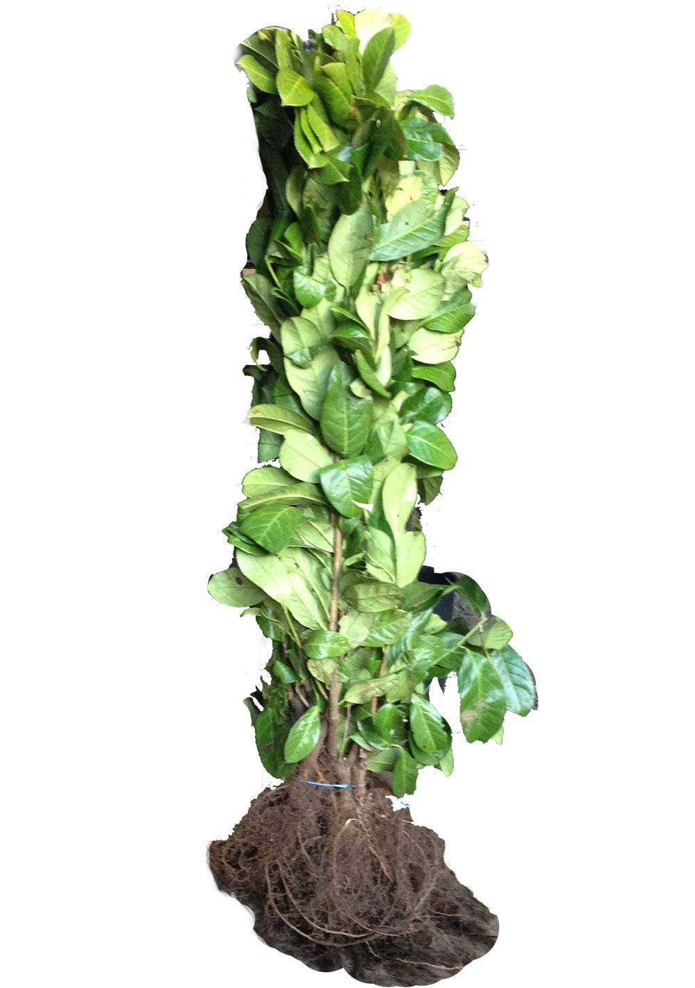 5 Cherry Laurel Hedging - 2-3ft Multi-Stem - Grade A - Prunus Rotundifolia