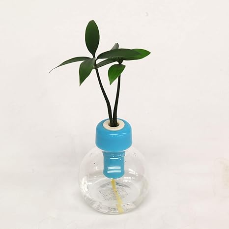 Amazon 良縁を結ぶ梛 ナギ の木 と プラスチック製カラフル容器 青 1個セット 2個買いでお得 土なし 清潔 水やり簡単 セラハイト 観葉植物 オンライン通販