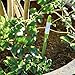 Sustee Aquameter (Green, Medium) - Plant Soil Moisture Meter, Sensor, Probe, Indicator - Best for Potted Plants