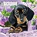 Dachshund Puppies 2017 Wall Calendar