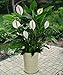 (Spathiphyllum) Peace Lily 25 Seeds Indoor Air Purification Plant for Home or Office