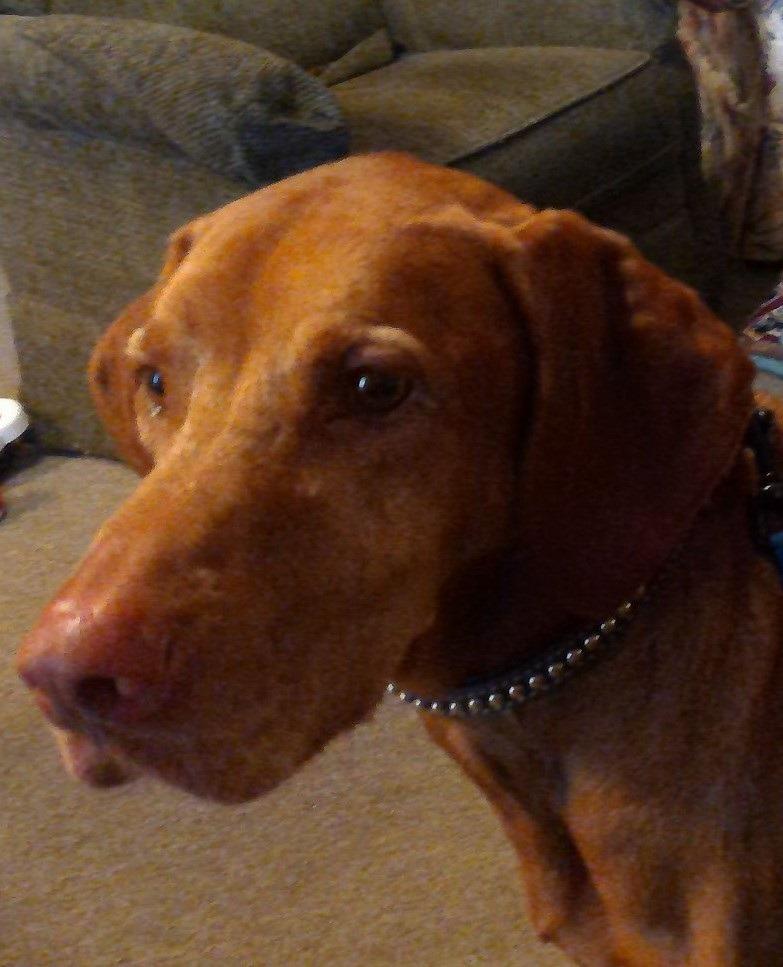 IAMS Proactive Health Minichunks Adult Dry Dog Food with Real Chicken, 30 lb. Bag photo review