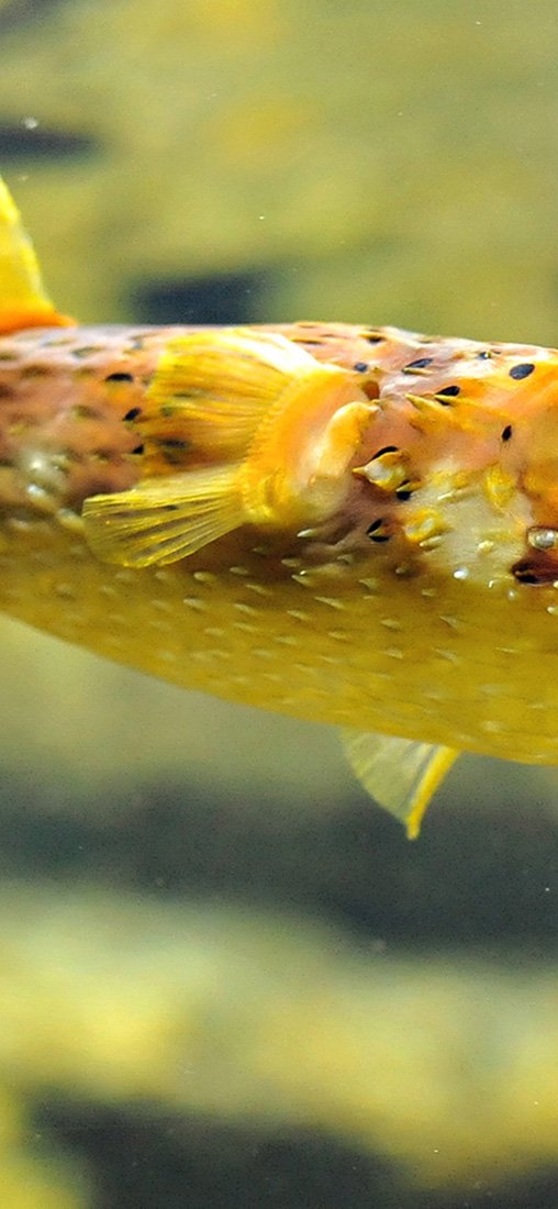 PeelitStickit Underwater, Undersea Wall Murals, ID-012, vinyl