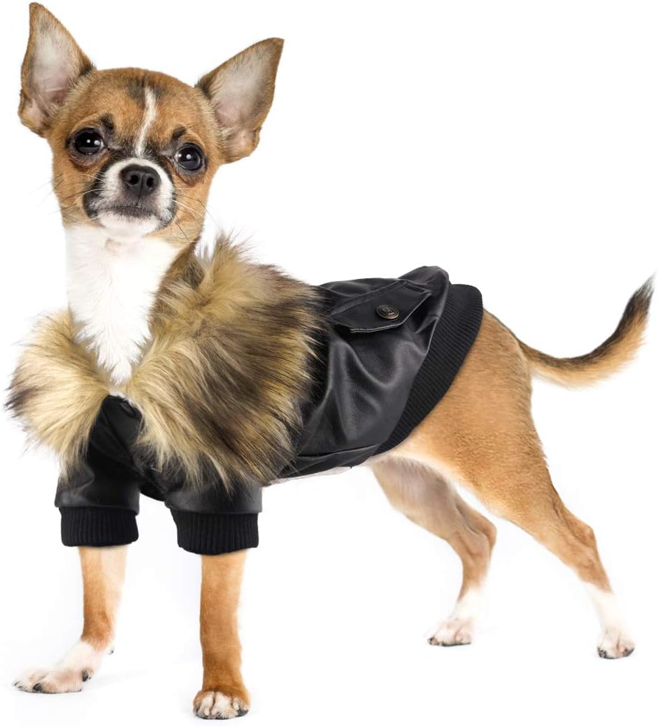 chihuahua leather jacket