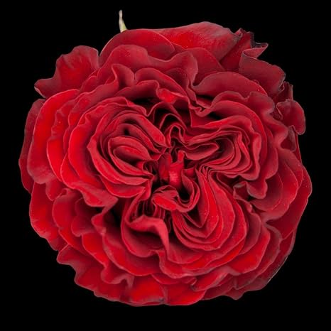 Amazon Com 50 Red Roses Hearts Variety Xxl Blooms