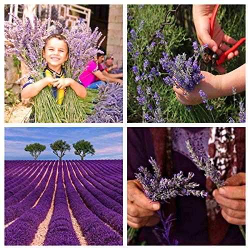image for NEMETU Lavender Sachets, Home Fragrance, Car Scents, Fresh Dried Laven
