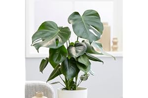 QAUZUY GARDEN 50 Monstera Seeds, Split-Leaf Philodendron, Swiss Cheese Plant, Windowleaf, Ceriman Seeds - Premium Heirloom Seeds - Beautiful Houseplant Indoor Plant