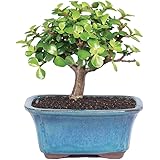 Brussel's Dwarf Jade Bonsai - Small - (Indoor)