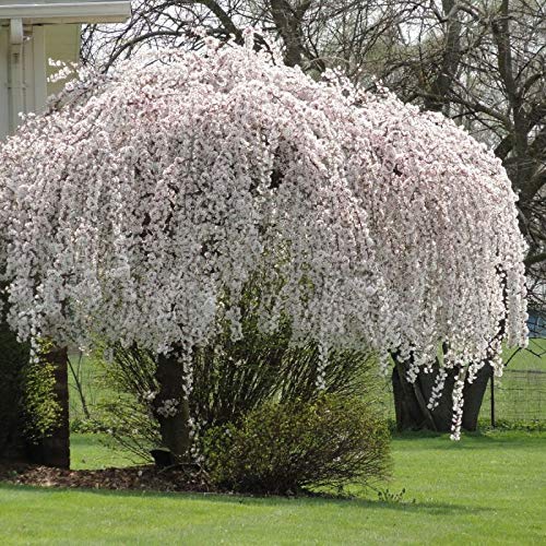 Buy Dwarf Weeping Cherry Tree 612" Tall in 3" Pot Prunus x Yeodensis