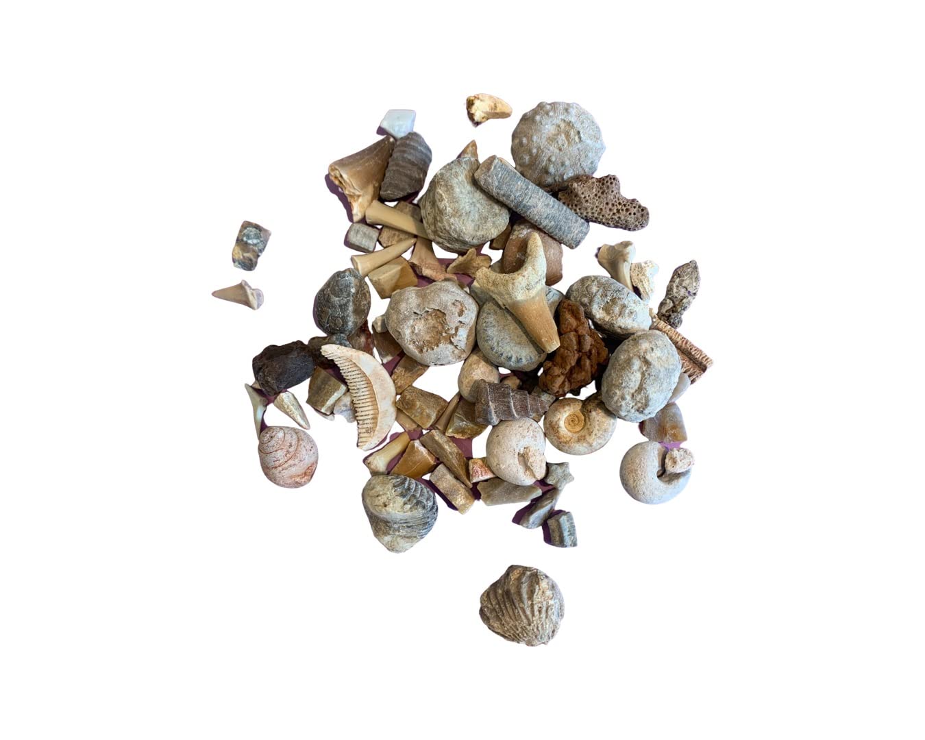 Shropshire Crystals Fossil Box Gift Set with Information Card (Fossil Box)