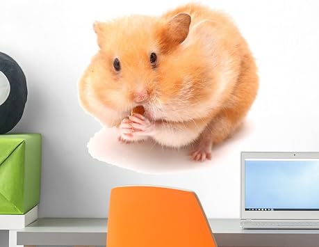 cheeky hamster amazon
