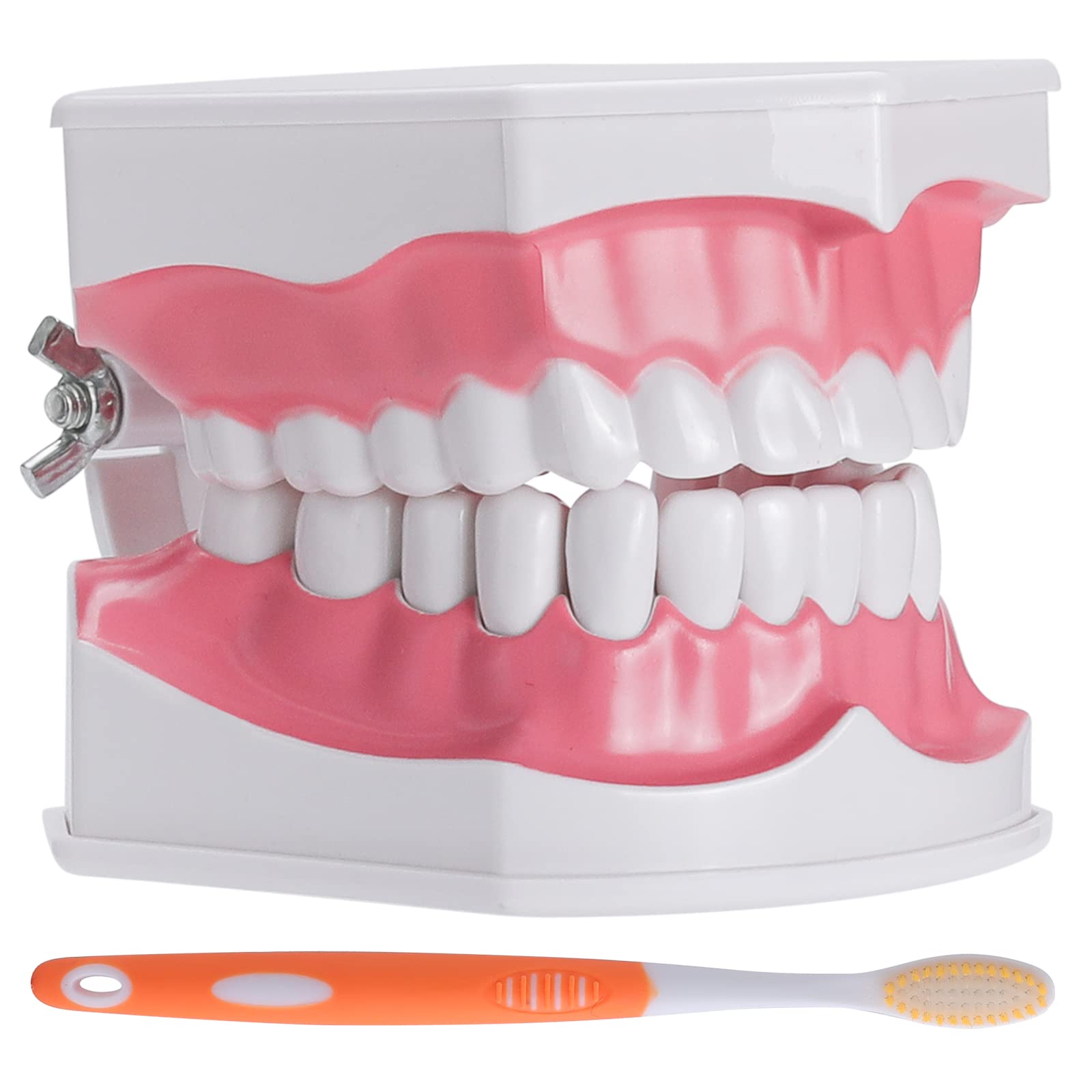 faruijie Dental Teeth Brush Model - 2X Dental Teeth Model for Children Education with A Free Toothbrush