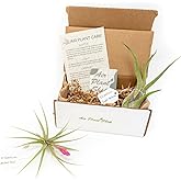 2 (Two) Easy-Care Air Plants (Tillandsia) Delivered Monthly|The Starter Air Plant Subscription Box By The Air Plant Shop|Grea