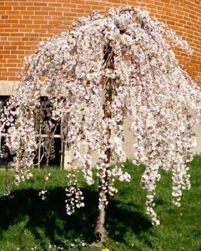 Japanese Weeping Cherry Tree