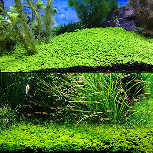 Zafina Aquarium Grass Plant Seeds, Easy to Grow Aquatic Plant Seeds, Fast Growing Aquarium Carpet Seeds - Creates a Natural Ecosystem for Your Fish