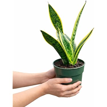 efeu drahtgitter Efeu & Efeuhecke Sichtschutz, Efeu Element & Efeu Zaun kaufen, 180 cm Hhe,  Bis zu 30% Sparen  Efeuria, die Gartenhecken aus Efeu