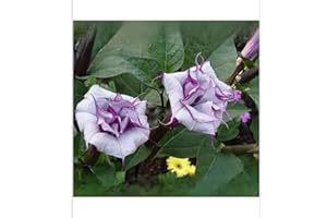 Rare Double Purple Trumpet Tree Seeds 25