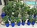 Go Hydro Flexible Tomato Cage 48 Inch Multi Level Build as You Grow Plant Support Hydroponics