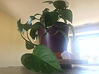 Review Image by LAURÉN LAURÉN