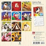 Image de Guinea Pigs 2017 Mini 7x7