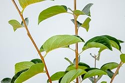 Perfect Plants Fuyu Asian Persimmon Tree, Live