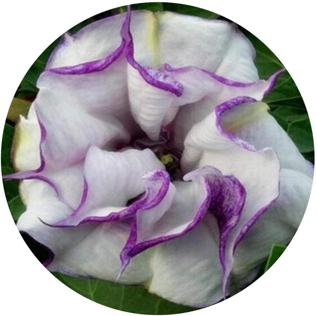 Gernen Magical Garden Seeds Perennial Bonsai Morning Glory Seeds Garden Plant Flower Seeds Flowers