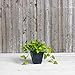 Root & Vessel 35088 Ella Square Planter, 8-Inch, Black