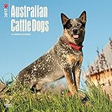 2017 Monthly Wall Calendar - Australian Cattle Dogs