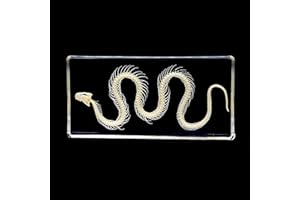 Taxidermy Snake Bones Animal Preserved Specimen Collection Paperweights Real Snakes Specimen, Specimen in Resin for Classroom