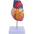 LVCHEN Human Heart Model - 2 Part Life Size Anatomically Accurate Numbered Heart Medical Model Cardiac Anatomical Model for Science Classroom and Cardiology Study