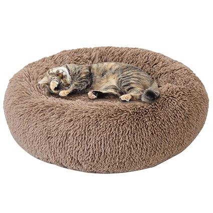 buy cat bed online