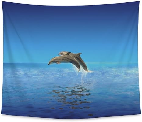 dolphins gear amazon