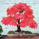 Adarl 20 pcs/Bag Rare Japan Maple Seed Bonsai Maple SeedsTree Seeds Balcony Plants For Home Garden Red