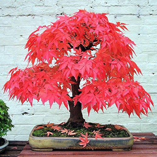 Adarl 20 pcs / Bag Rare Japan Maple Seed Bonsai Maple SeedsTree Seeds Balcony Plants For Home Garden Red