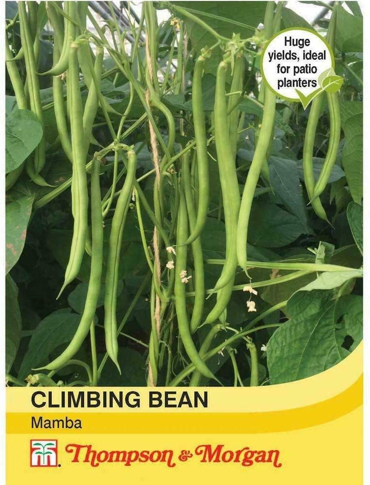Climbing Bean 'Mamba' Easy to Grow Your Own Half-Hardy Annual Vegetable Seeds 1 Packet of 45 Seeds by Thompson and Morgan