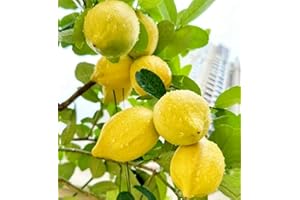 Meyer Lemon Tree Seeds, Heirloom Citrus Fruit Garden Seeds, 30 Seeds