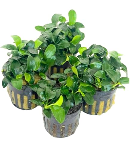 水草 BUCEPHALANDRA for Passat358 BU8 BUCEPHALANDRA RED MINI — Eddie's Aquarium Centre